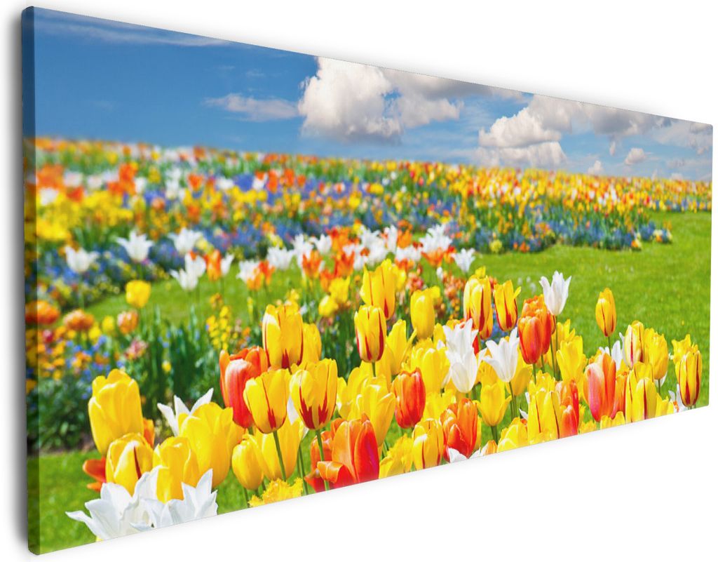 Wallario Premium Leinwandbild Tulpenwiese unter blauem Himmel in Größe 80 x 200 cm