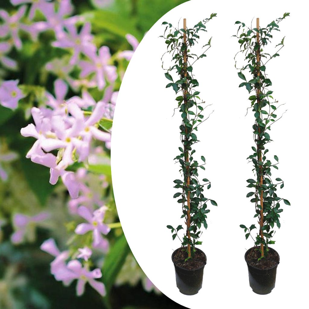 Toskanischer Sternjasmin - Winterharte Kletterpflanze Mit Duft