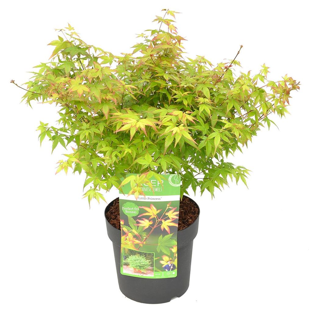 Bloomique - Acer Palmatum Little Princess - Érable du Japon Image du produit 