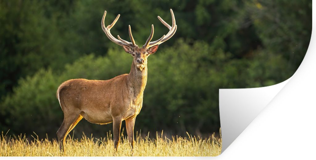 MuchoWow Wandtattoo Wandsticker Wandaufkleber Hirsch - Geweih - Gras - Natur - Tiere - Grün 120x60 cm Selbstklebend und Repositionierbar - Stick...