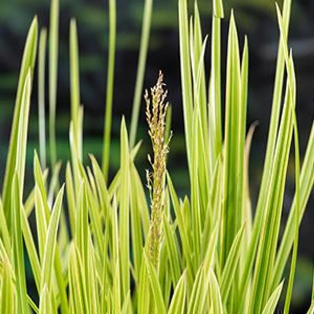 Plante de bassin Glyceria maxima Variegata - Lot de 6 plants en godets