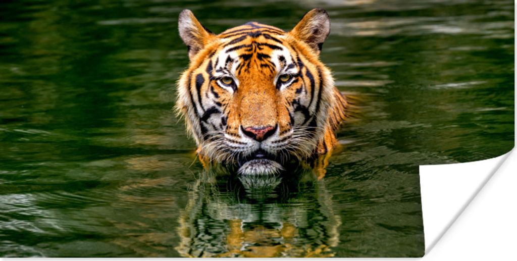 MuchoWow Poster Tiger - Wasser - Spiegelung 150x75 cm - ohne Rahmen