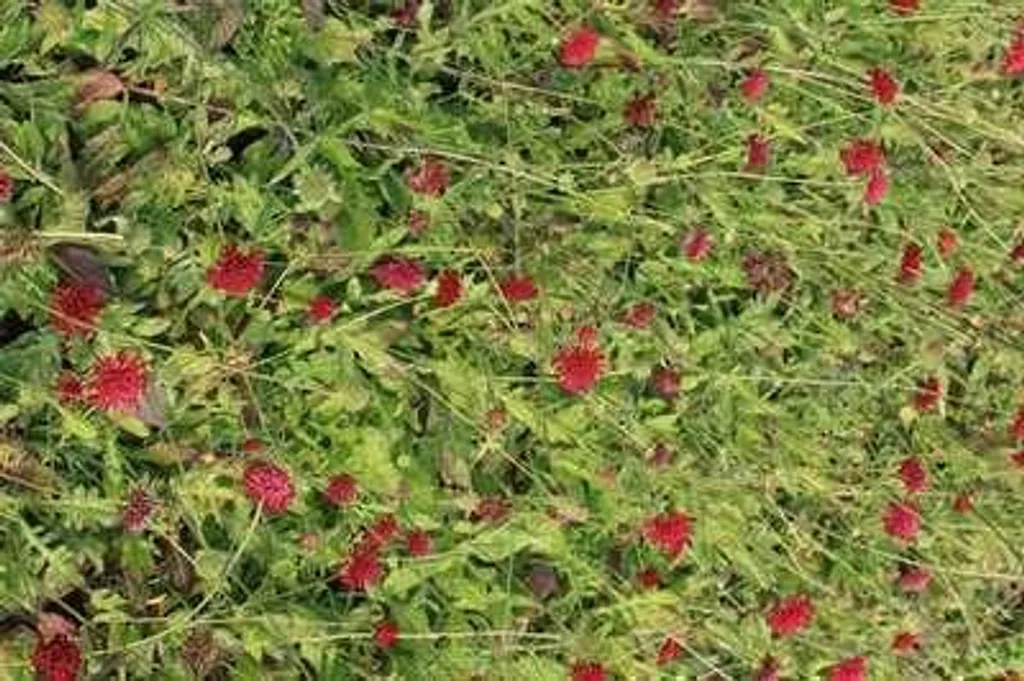 Knautia Mars Midget Rouge Pourpre : 6 Plantes de Bordure Compactes
