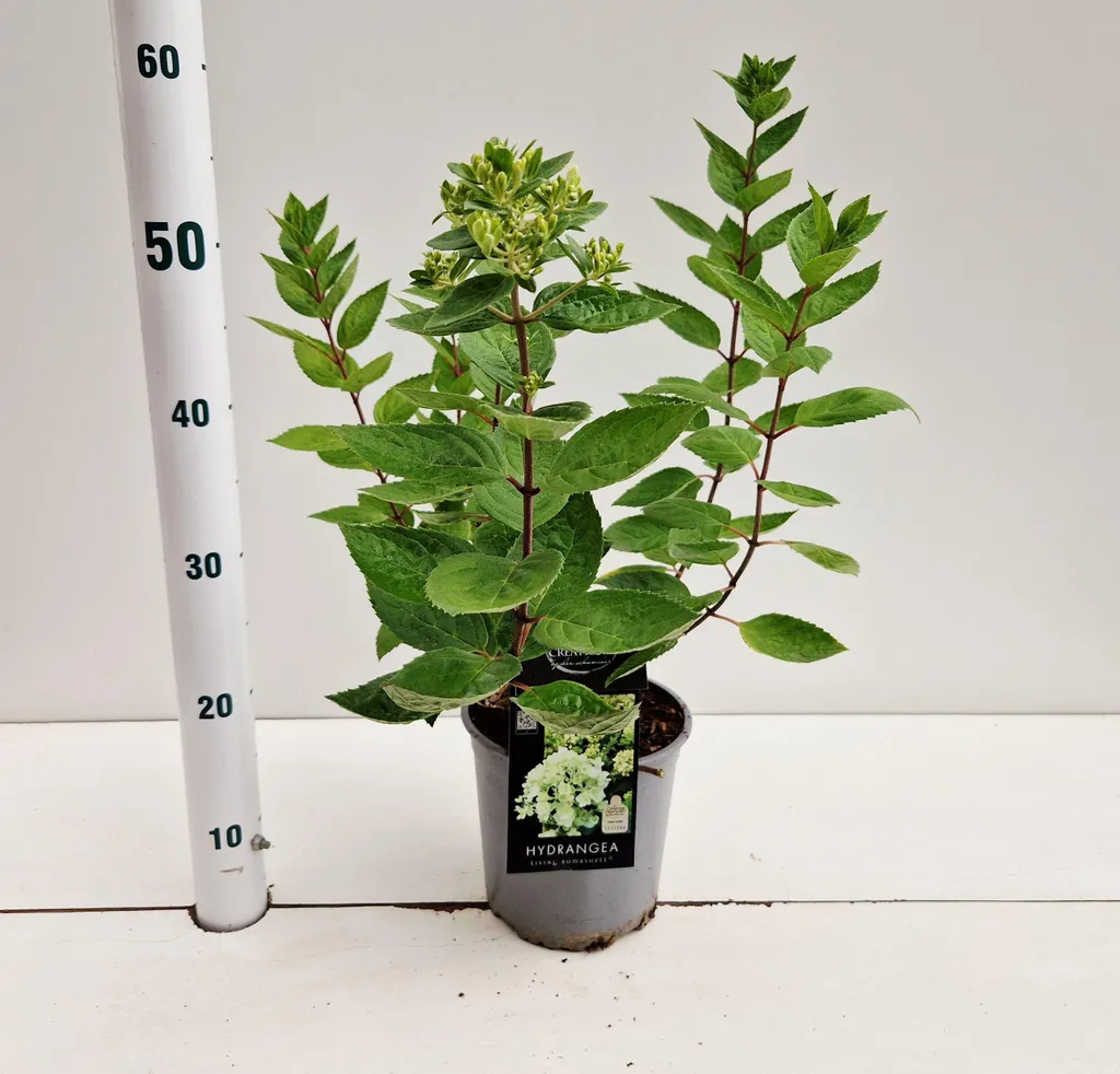 Hydrangea paniculata 'Bombshell' PBR - Hortensia nain 25-30 cm en pot