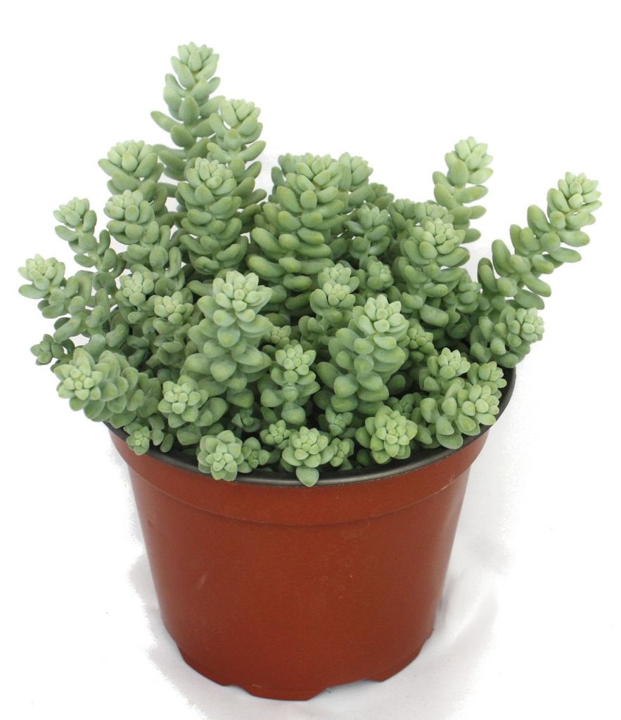 Sedum Morganianum Burritum – Affenschaukel – 12-cm-Topf Produktbild 
