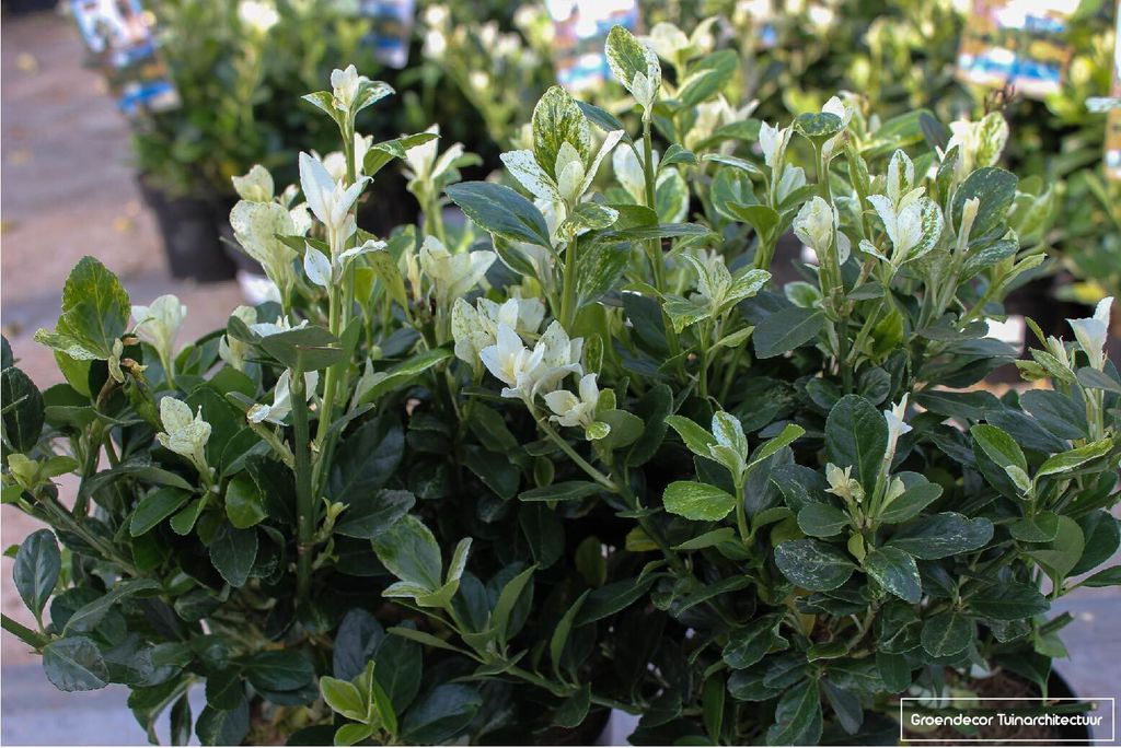 Euonymus japonicus 'Mikajo' - Japanischer Kardinalhut 20 -30 cm Container