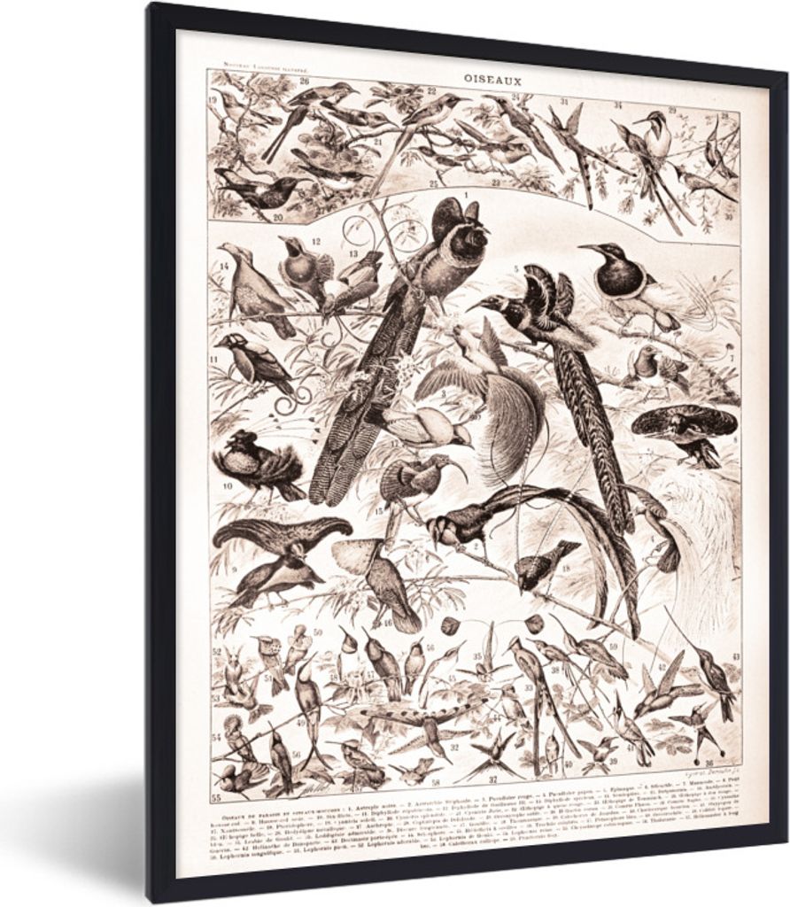 MuchoWow Gerahmtes Poster Vogel - Natur - Schwarz - Weiß 30x40 cm - Poster mit Schwarzem Bilderrahmen Wandposter Rahmen Foto Bilder - Wanddeko -...