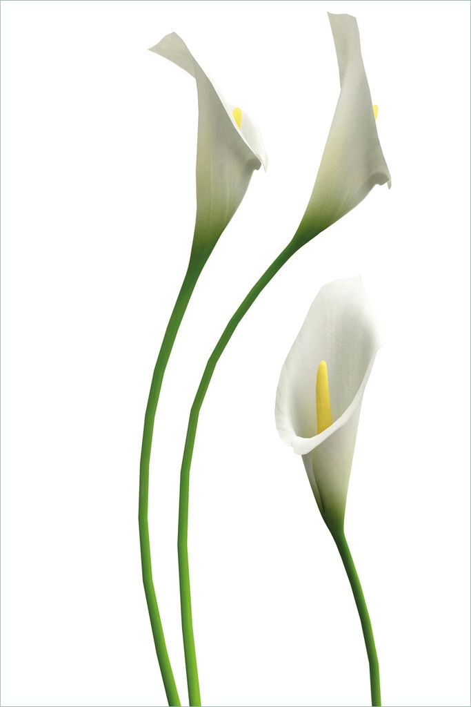 Wallario selbstklebendes Poster - Callas weiß gelb, Größe: 61 x 91,50 cm