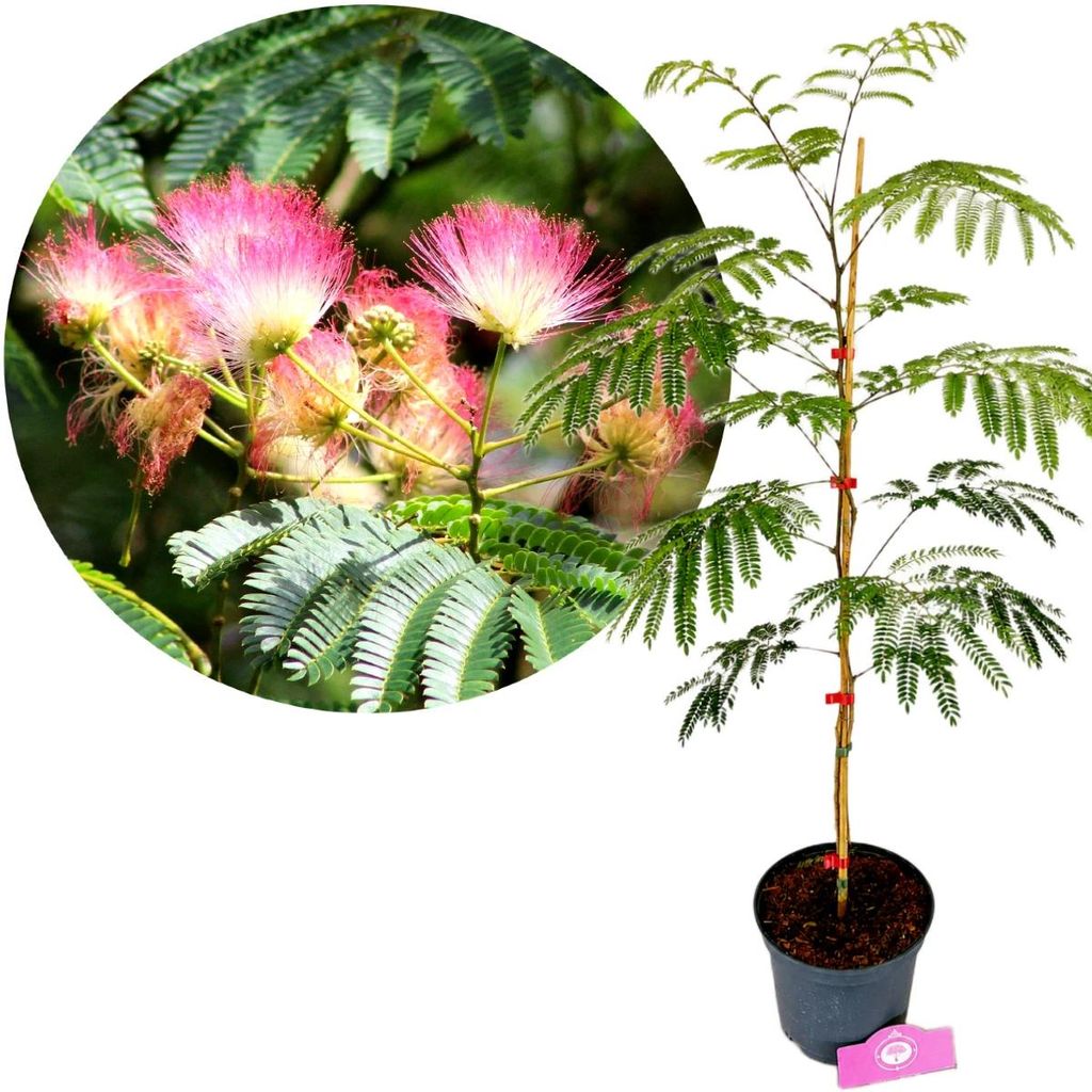 Albizia julibissin – Perzische zijdenboom, hoogte 60-80 cm, Productafbeelding 