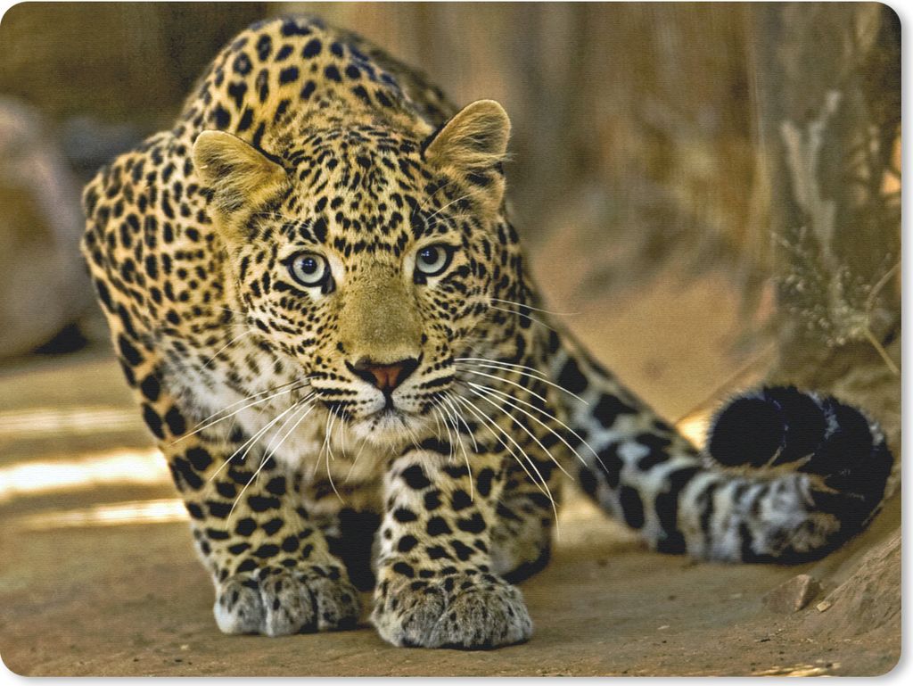 MuchoWow Mauspad Mousepad Leopard - Raubtier - Porträt 23x19 cm - Mousepads - Maus Mat - Pad - Mausunterlage - Schreibtischunterlage - Mauspad