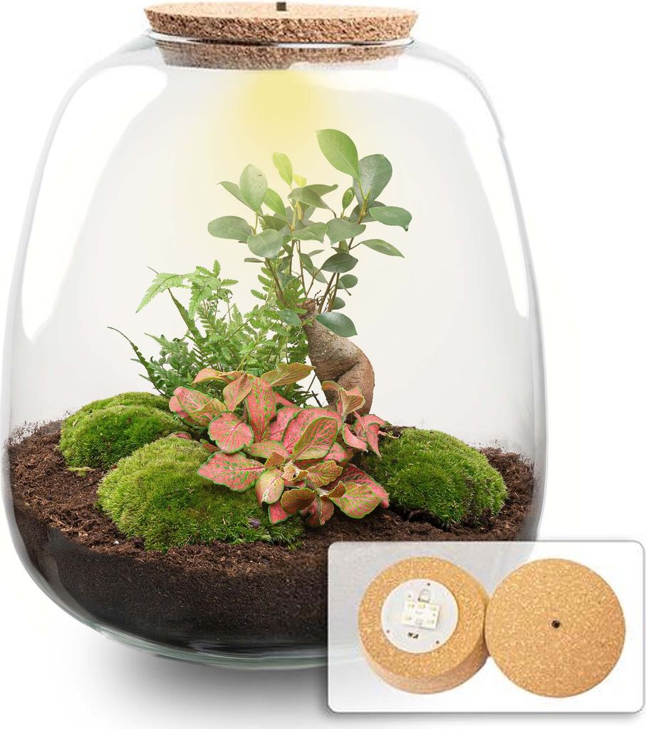 Flaschengarten - Emma Bonsai - DIY kit - ↑ 25 cm