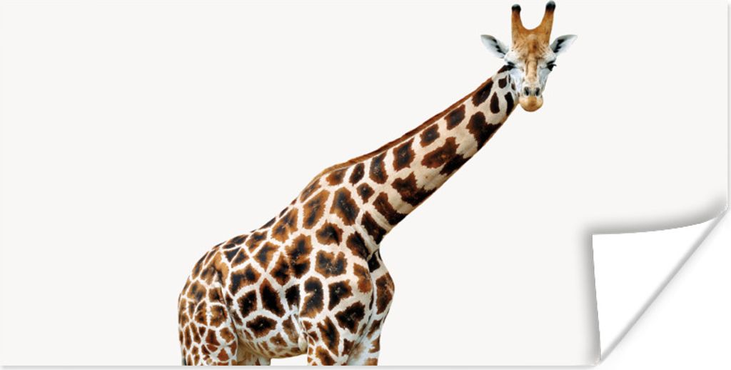 MuchoWow Poster Giraffe - Tiere - Weißer Hintergrund - Kinder - Junge - Mädchen 120x60 cm - Bild