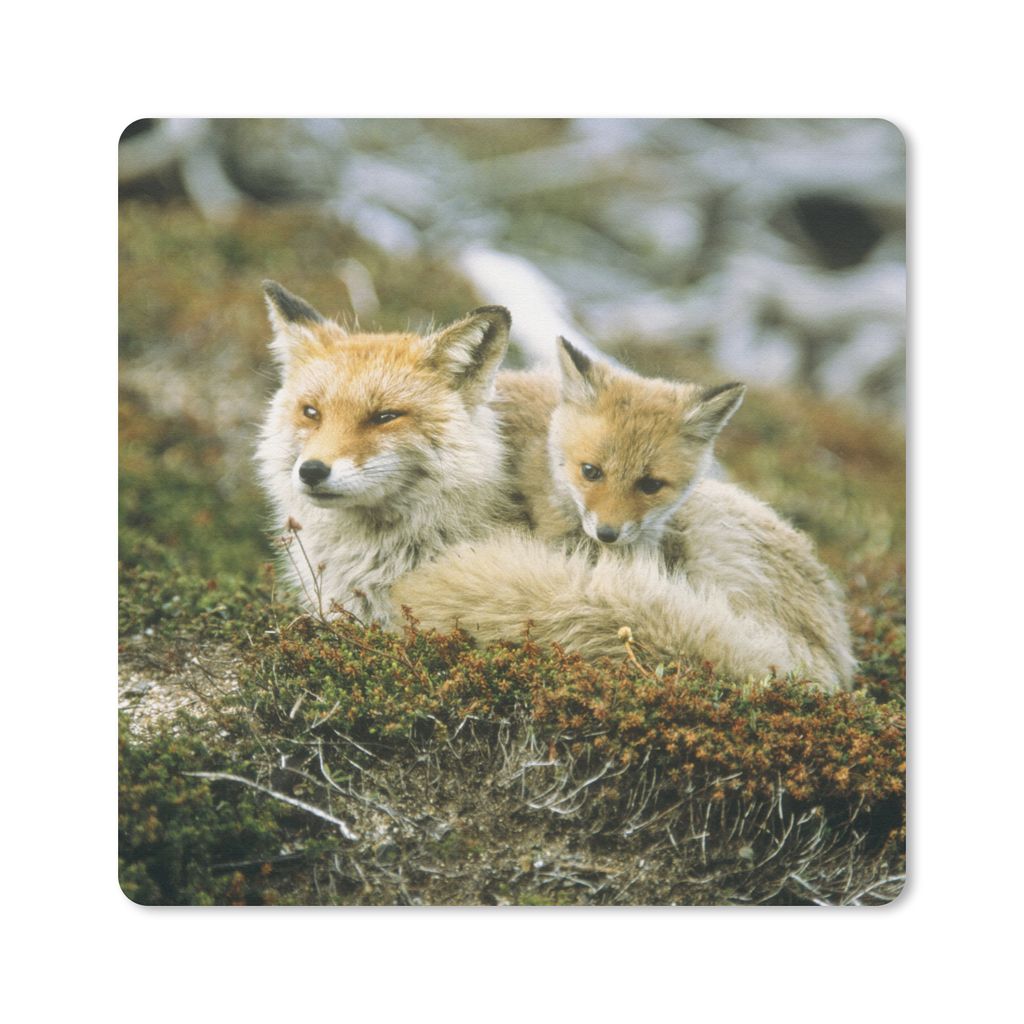 MuchoWow Mauspad Mousepad Füchse - Moos - Jung 20x20 cm - Mousepads - Maus Mat - Pad - Mausunterlage - Desk Mat - Bureauartikeln