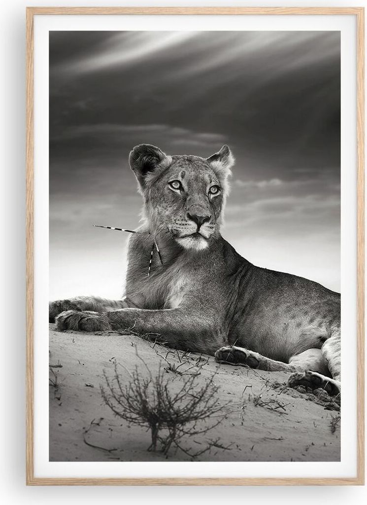 Gerahmtes Poster - Rahmen in heller Eiche - Tierwelt weiblich katze Tier - 70x100 cm - Wand Bild - Wanddeko - Wandbilder - Wandposter - Bilderrahme...