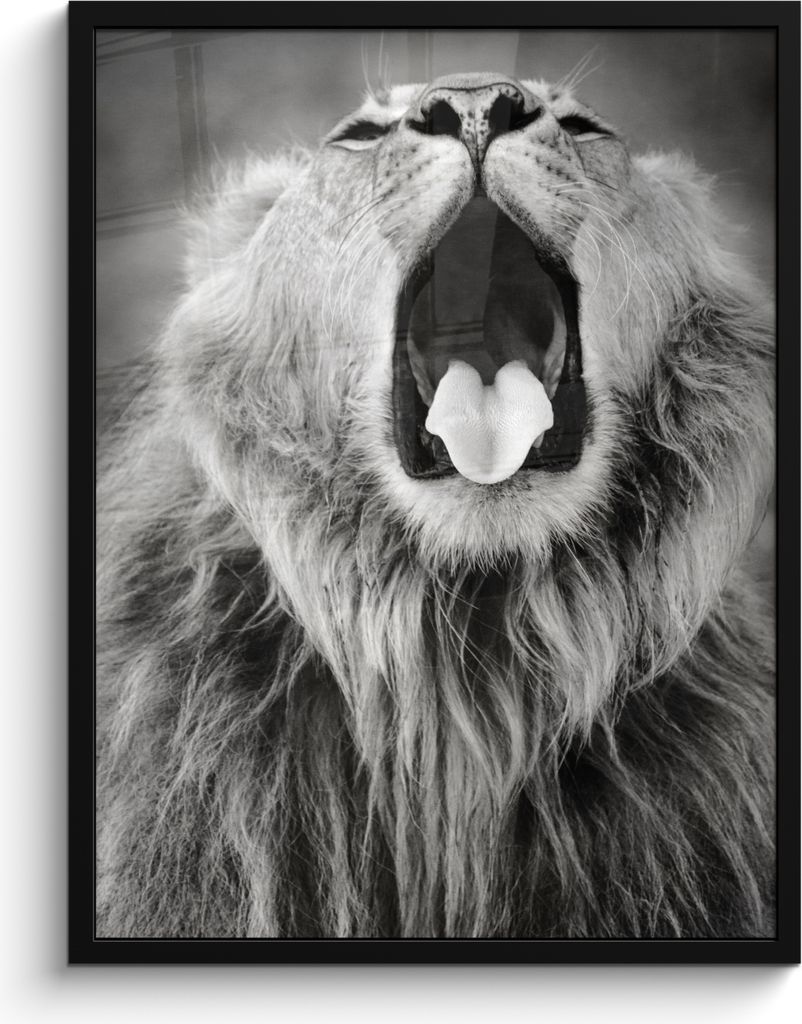 MuchoWow MuchoWow Gerahmtes Poster Tierprofil gähnender Löwe in schwarz und weiß 60x80 cm - Poster mit zchwarzem Bilderrahmen - Premium - Wa...