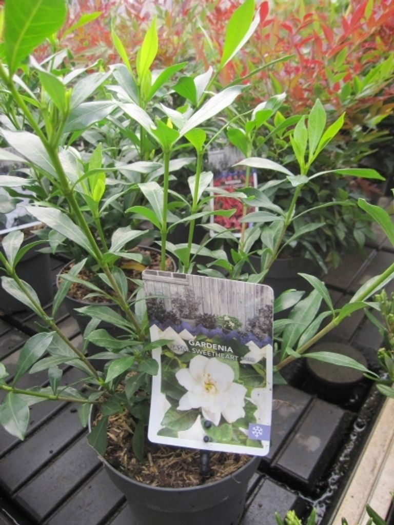 Gardenia jasminoides Sweetheart - Gardenie Sweetheart 25-30