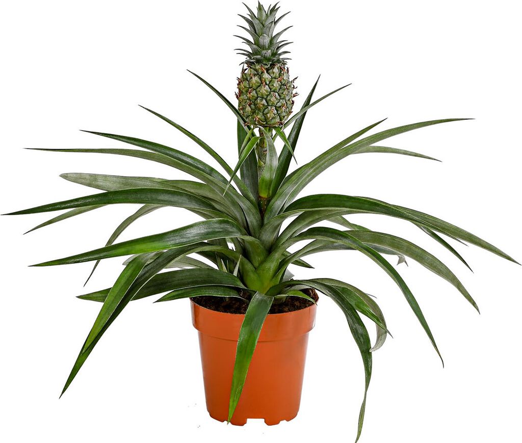 Dehner Ananas, mit essbarer Frucht, ca. 30-40 cm, Ø Topf 12 cm, Zimmerpflanze
