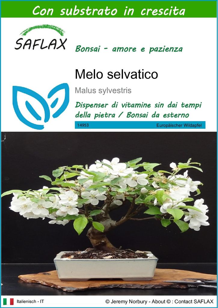 SAFLAX  - Melo selvatico - 30 semi - Con substrato - Malus Immagine del prodotto 