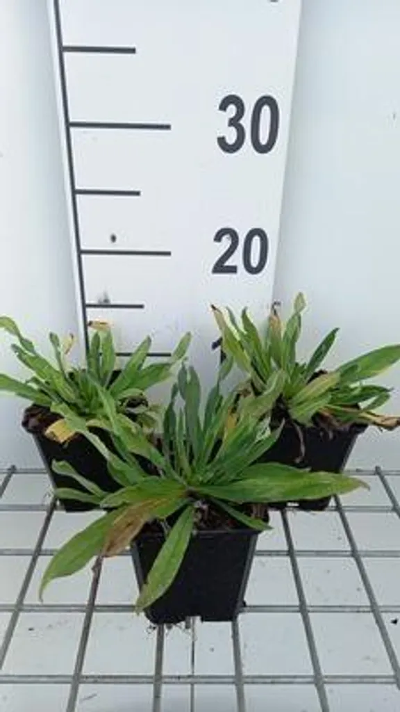 Echium vulgare Herbe aux vipères - 6 plants rustiques en pots de 9 cm