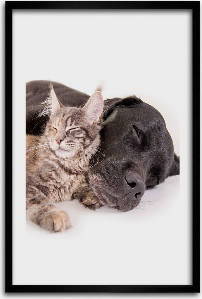 Bild - Bilderrahmen - 40 cm x 60 cm - MDF - Rahmen - Wandkunst - Hund und Katze