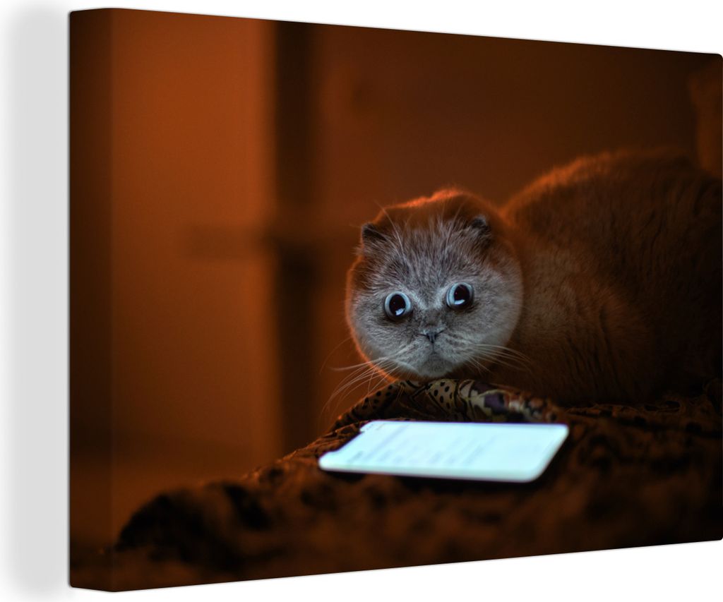 OneMillionCanvasses - Leinwandbilder - 140x90 cm, Komische Katze schaut auf ein Telefon, Wandbilder Kunstdruck Wanddekoration