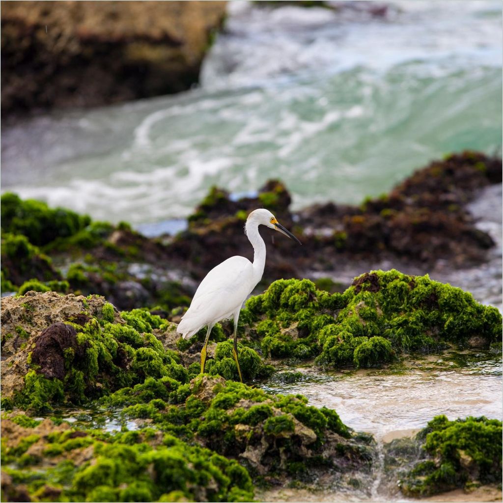 Wallario Magnet für Kühlschrank / Geschirrspüler, magnetisch haftende Folie - 60 x 60 cm, Motiv: Reiher an der Küste