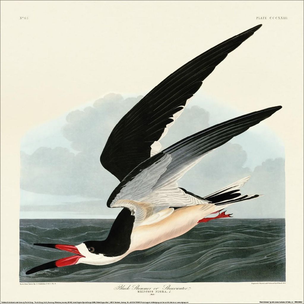 John James Audubon - bedruckt "Black Skimmer", Papier PM12047 (40 cm x 40 cm) (Bunt)
