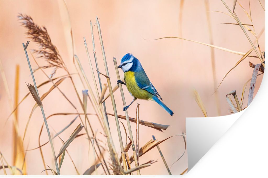 MuchoWow Wandtattoo Wandsticker Wandaufkleber Vogel - Blaumeise - Schilf 120x80 cm Selbstklebend und Repositionierbar - Selbstklebend - Fototapeten