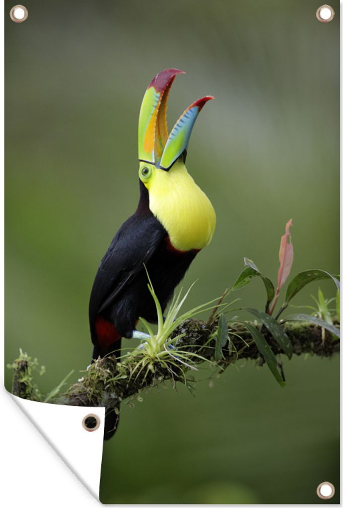 MuchoWow 40x60 cm Outdoor-Poster Gartendeko Sichtschutz Garten Poster für den Garten Ein Tukan ruft von einem moosbewachsenen Ast