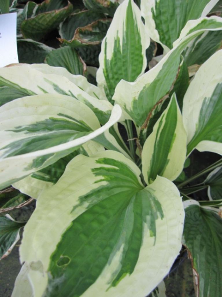 Hosta Hybride Patriot - Weißrand-Funkie