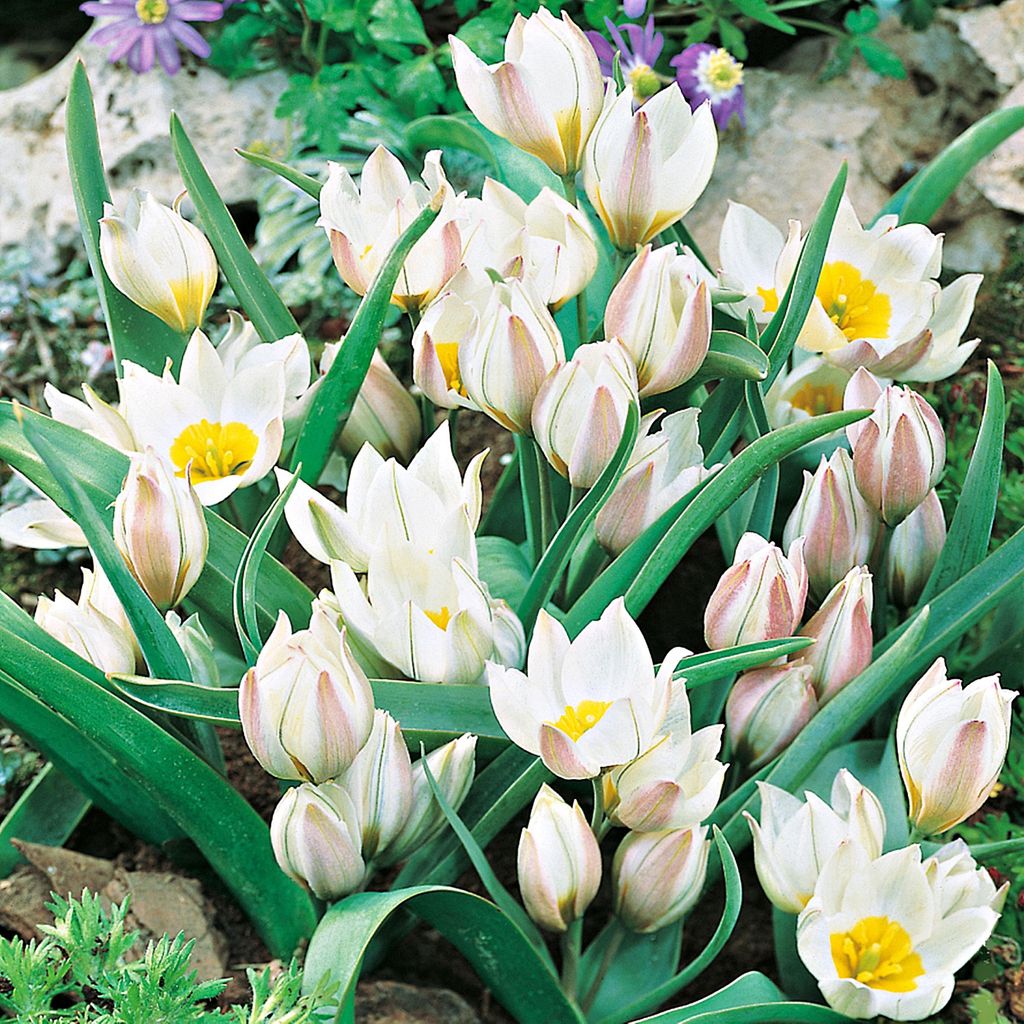 Tulipan Botaniczny Polychroma 5 szt. Tulipany Cebulki Zdjęcie produktu 
