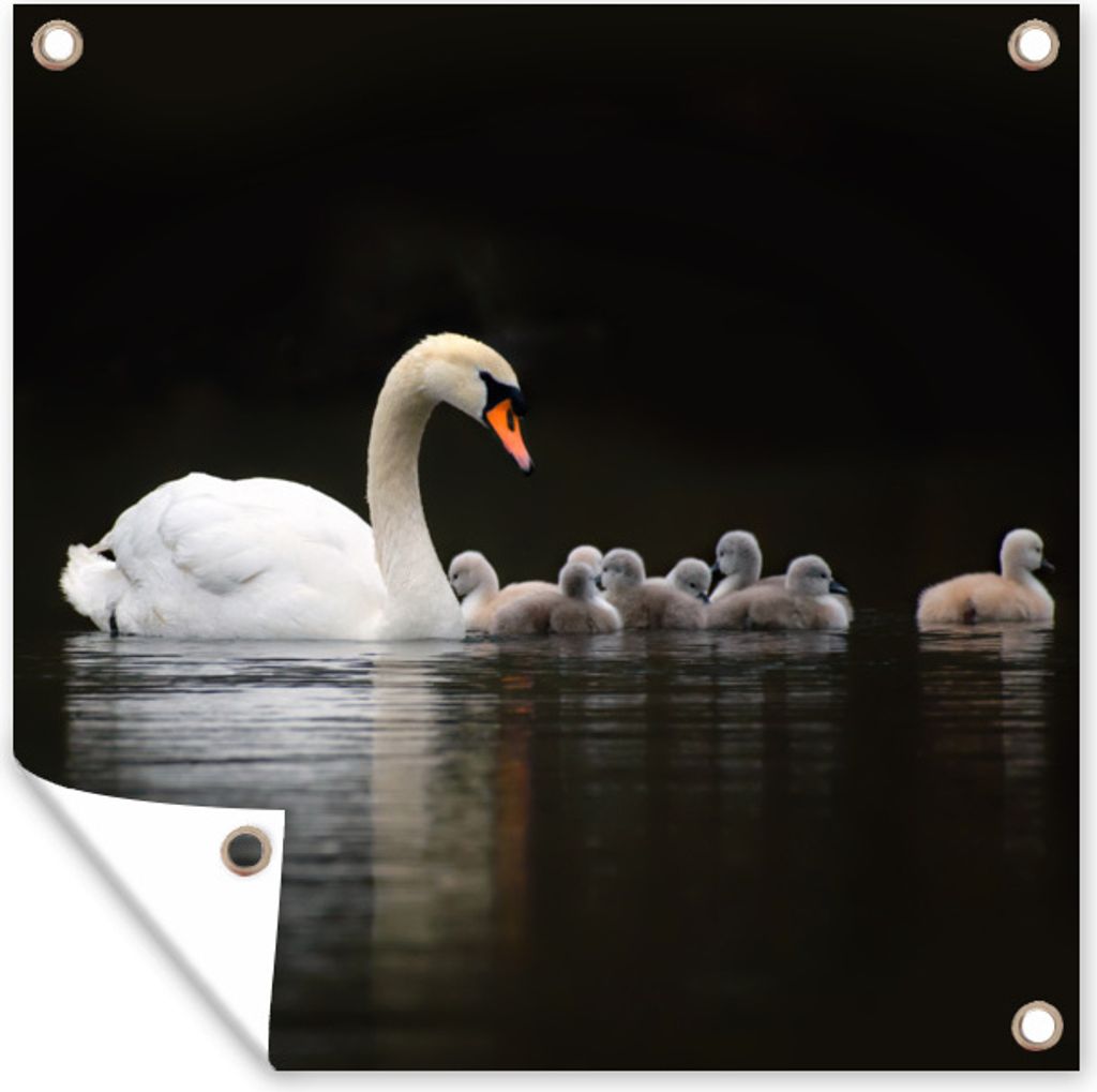 MuchoWow 50x50 cm Outdoor-Poster Gartendeko Sichtschutz Garten Poster für den Garten Vögel - Schwan - Küken