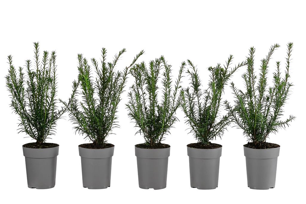 Dehner Europäische Eibe, für 1 Meter Hecke, ca. 30 cm, 5 x 2 l Topf, Heckenpflanze