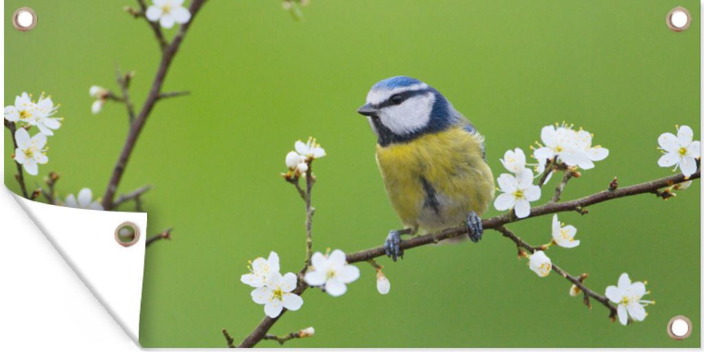 MuchoWow 80x40 cm Outdoor-Poster Gartendeko Sichtschutz Garten Poster für den Garten Blaumeise - Zweig - Blumen - Blühende Zweige - Vogel