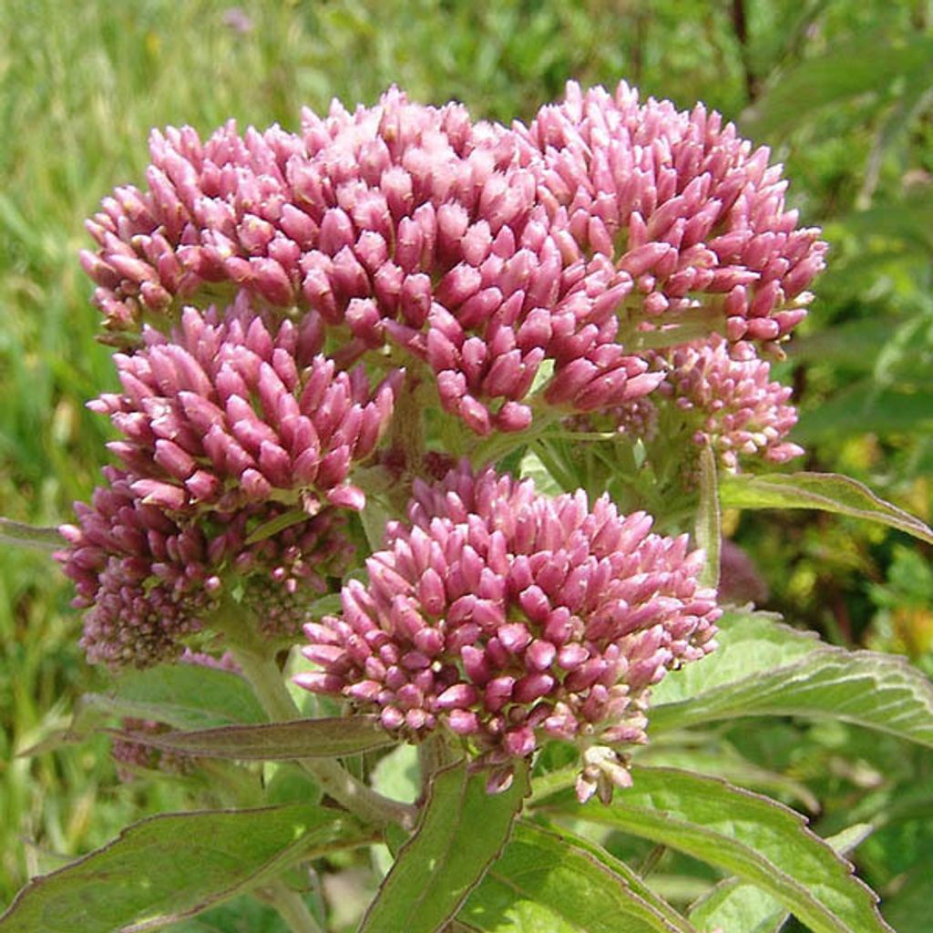 6 x Großer Wasserdost - Eupatorium maculatum 'Riesenschirm' | Topf 9cm x 9cm