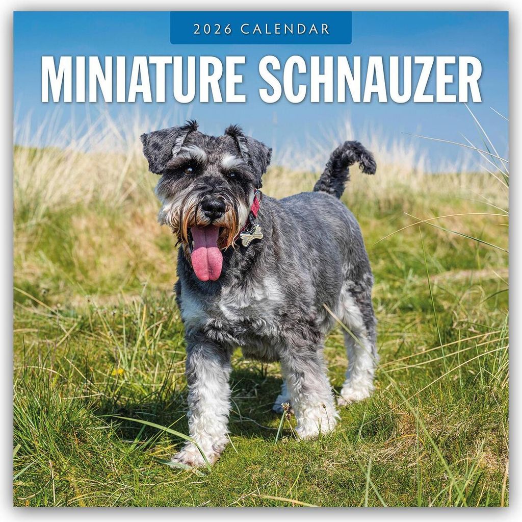 Miniature Schnauzer - Zwergschnauzer 2026 - 16-Monatskalender