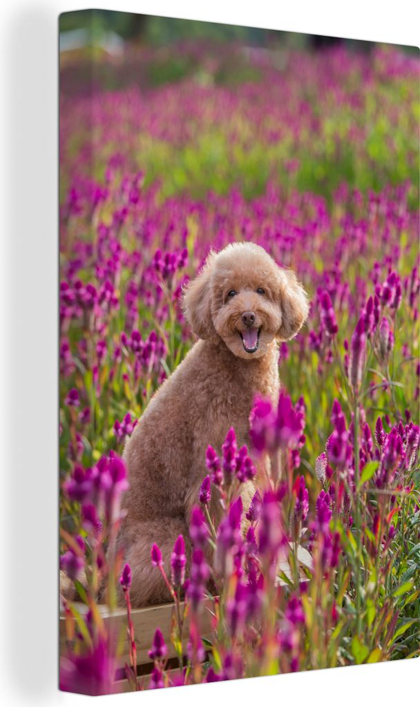 OneMillionCanvasses - Leinwandbilder - 90x140 cm, Hund - Blumen - Pudel, Wandbilder Kunstdruck Wanddekoration - Wandschmucke - Schlafzimmer