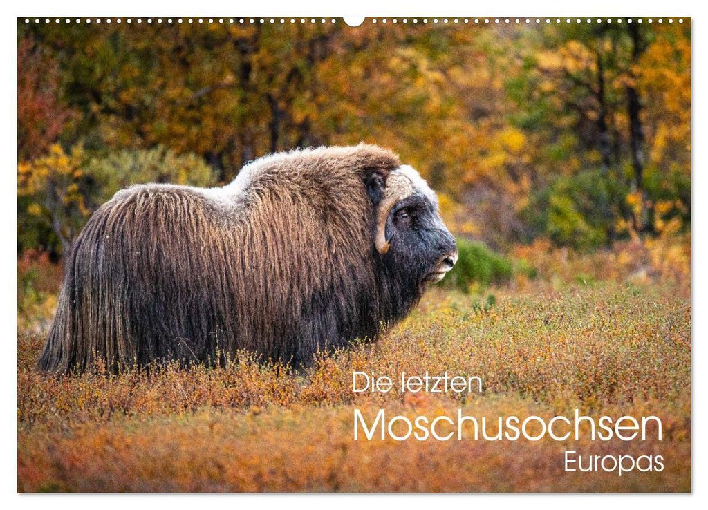 Die letzten Moschusochsen Europas (Wandkalender 2027 DIN A2 quer), CALVENDO Monatskalender