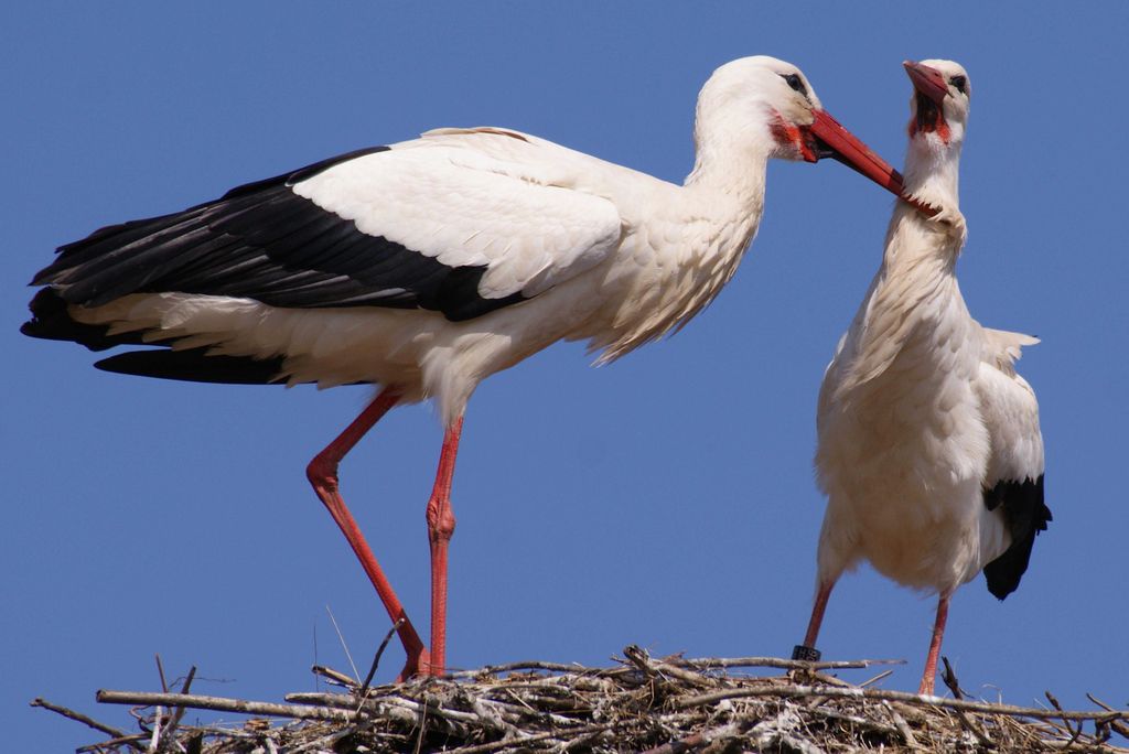 hansepuzzle 24418 - Storch im Nest Puzzle, 2000 Teile, Tierwelt, 90,0 x 60,0cm mit hochwertiger Aufbewahrung, Kartonbox & Beutel