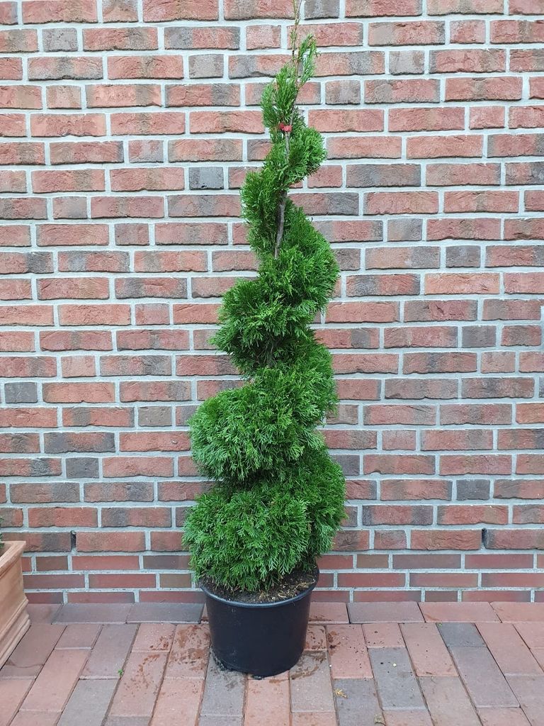 Thujaspirale ‘Smaragd’ 140–150 cm – Thuja occidentalis, Produktbild 