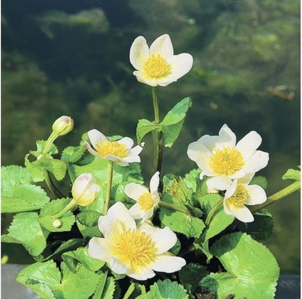 Weiße Sumpfdotterblume FloraSelf Caltha palustris 'Alba' H Produktbild 