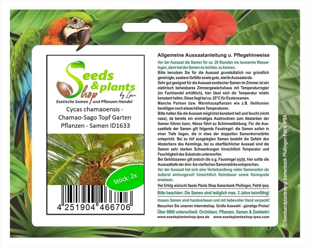 2x Cycas chamaoensis - Chamao-Sago Topf Garten Pflanzen - Samen ID1633