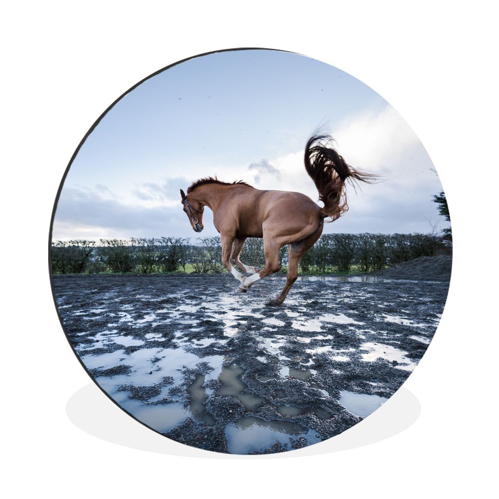 MuchoWow Aluminium Wandkreis Ein bockendes Pferd in den Pfützen Ø 90 cm Wanddeko Modern Wohnzimmer - Mauerkreis - Wandbilder - Runde Bild - Bil...