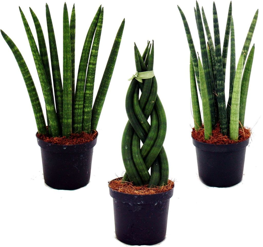 Sansevieria cylindrica - Inteligentná sada 3 kusov v 9 cm Obrázok produktu 