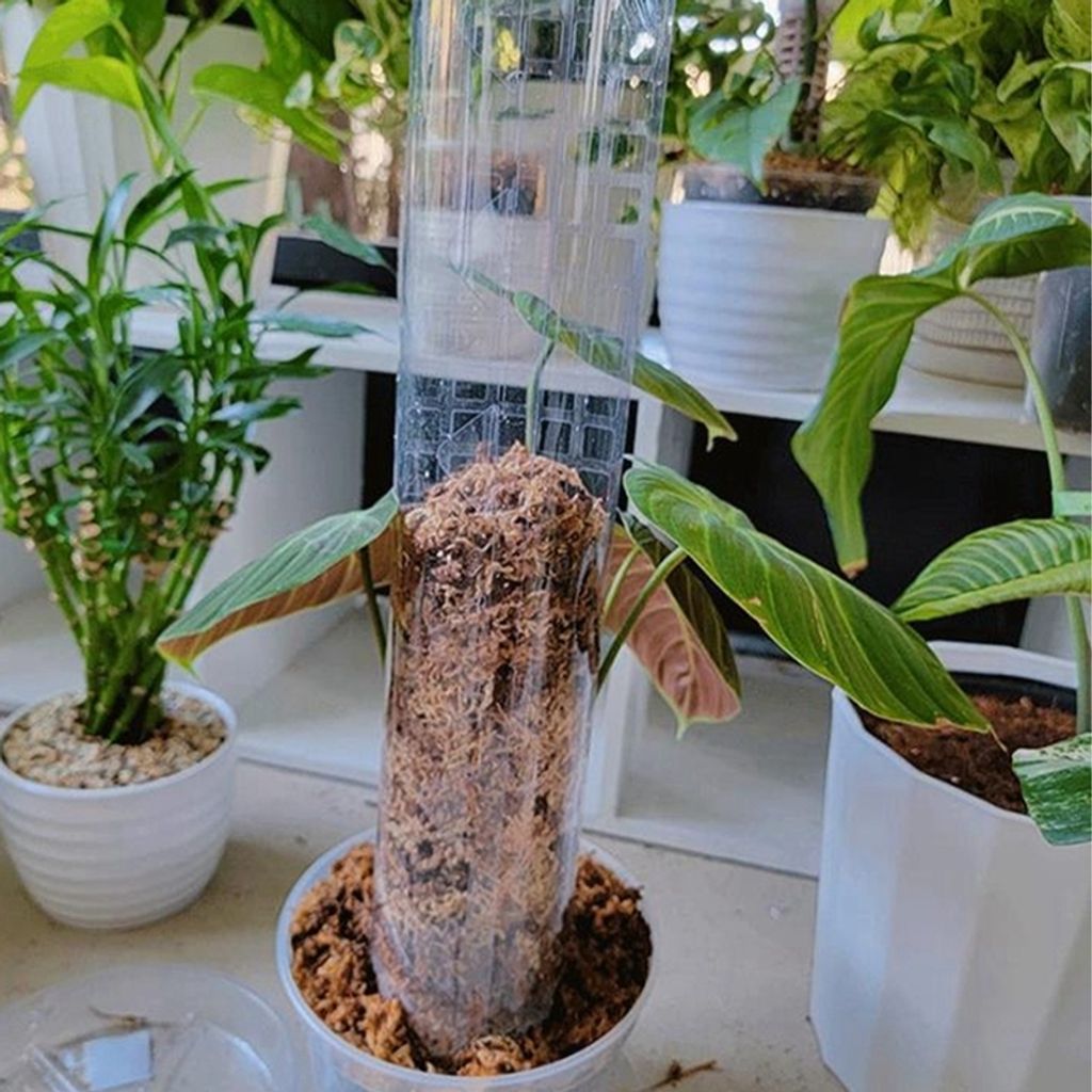 Monstera lezecká podpora, 4 kusy 24 palců mechová tyč Obrázek produktu 6