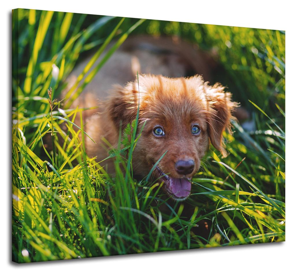 Leinwanddruck Tiere Hund im Gras 100x80 cm