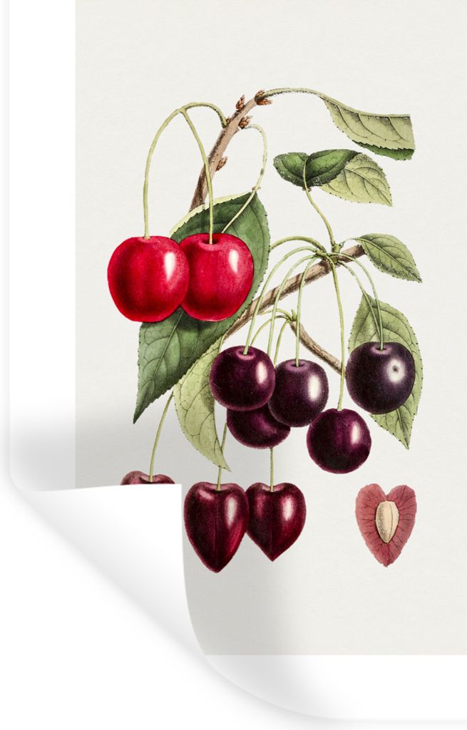 MuchoWow Wandtattoo Wandsticker Wandaufkleber Lebensmittel - Kirschen - Obst 80x120 cm Selbstklebend und Repositionierbar - Repositionierbar - Wa...