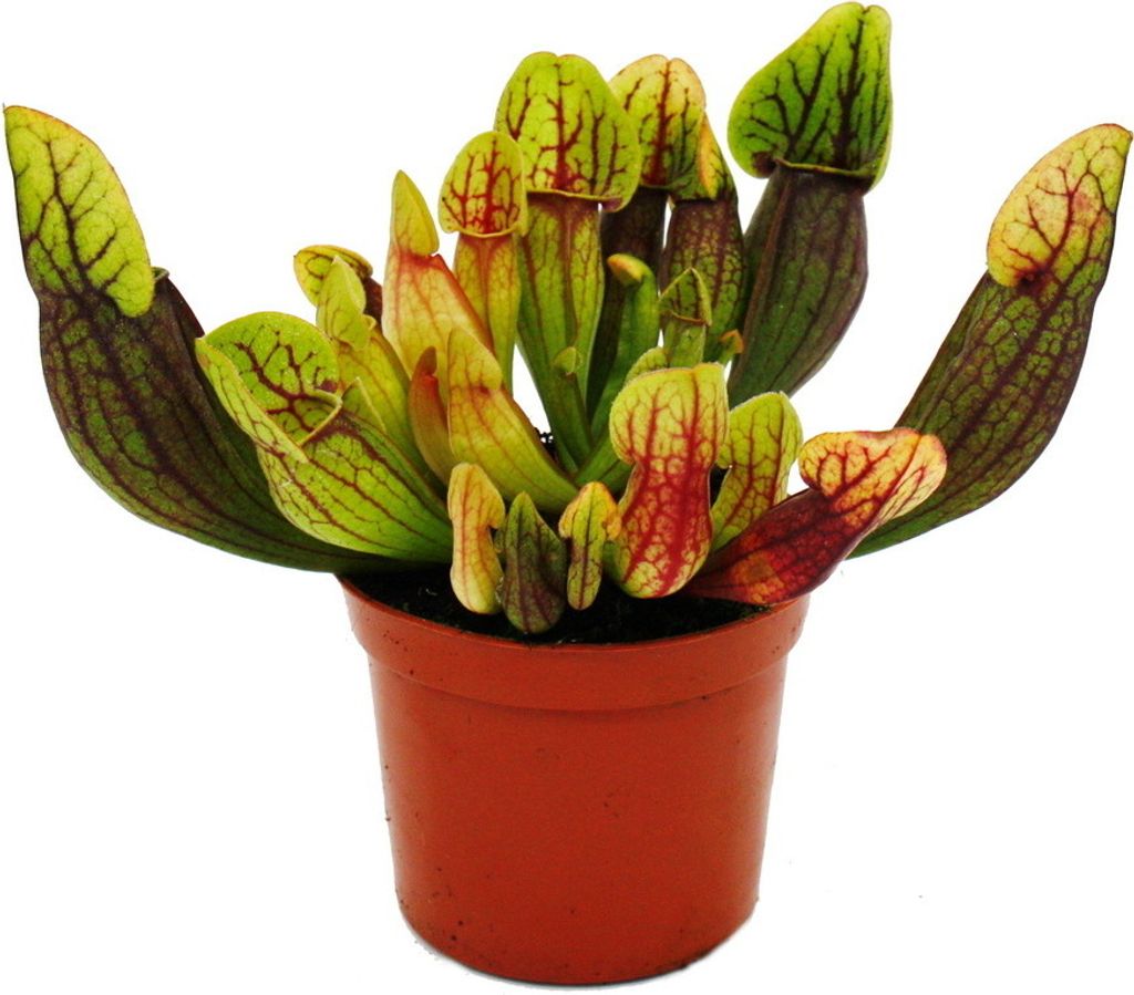 Schlauchpflanze - Sarracenia purpurea Hybr. - Fleischfressende Pflanze - 9cm Topf