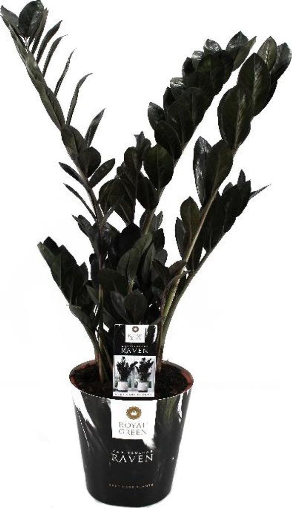 Zamioculcas "Raven" zwart - Zamioculcas palm - Zamioculcas Productafbeelding 