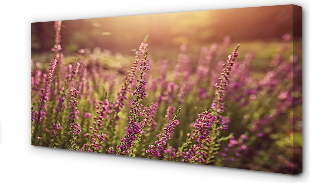 Leinwandbild 100x50 Wandkunst Heather Feld
